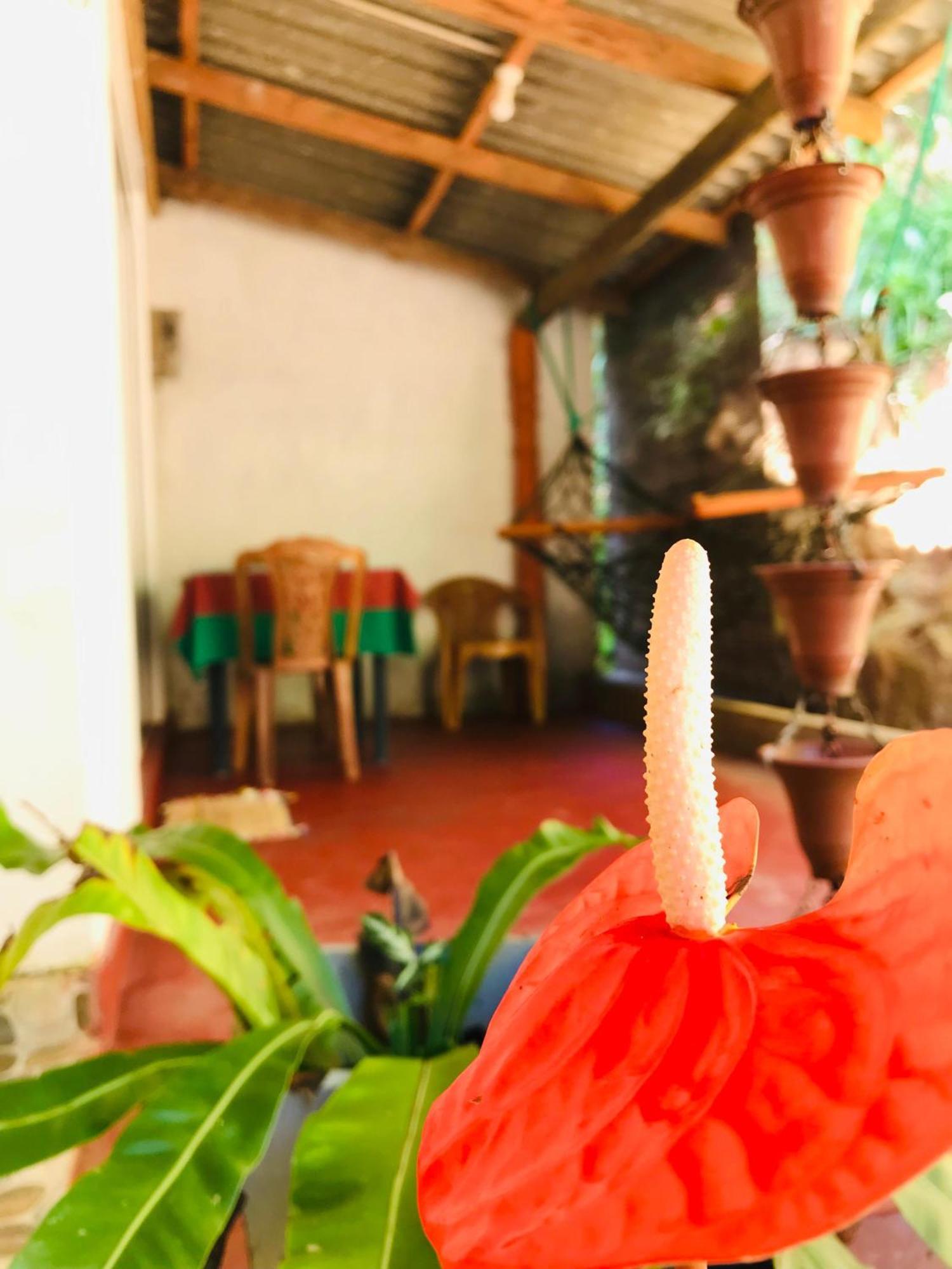Ella Jungle Inn Homestay And Tree House 외부 사진