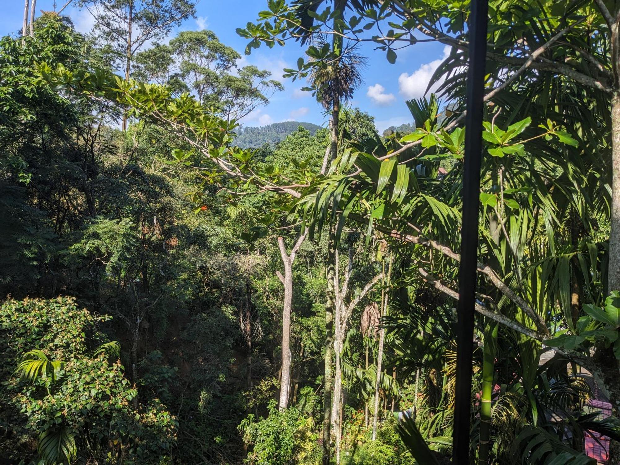 Ella Jungle Inn Homestay And Tree House 외부 사진
