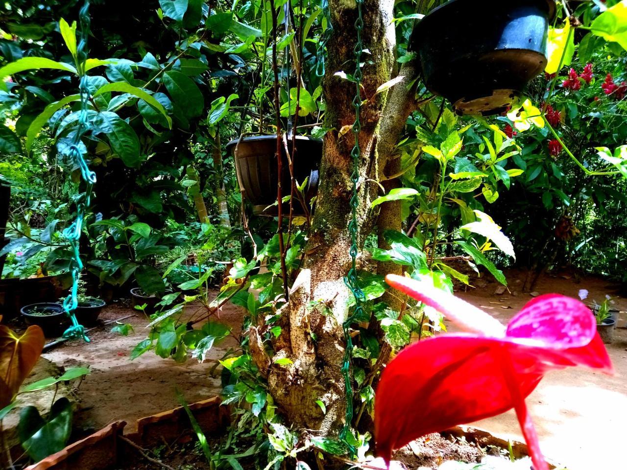 Ella Jungle Inn Homestay And Tree House 외부 사진