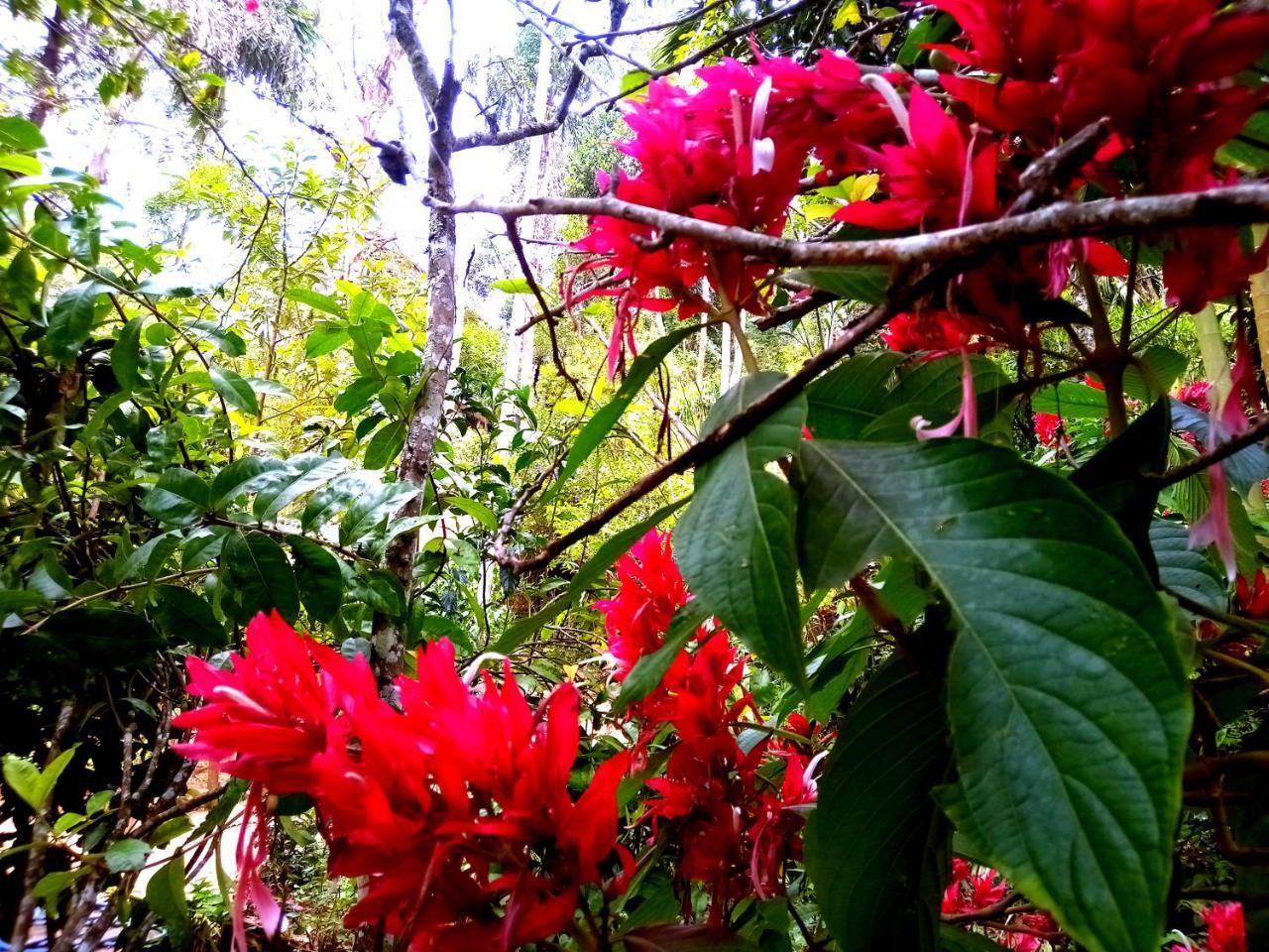Ella Jungle Inn Homestay And Tree House 외부 사진