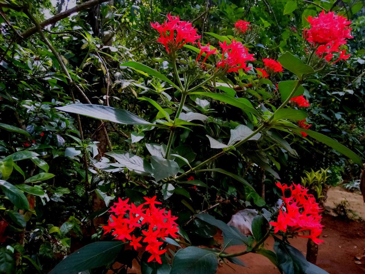 Ella Jungle Inn Homestay And Tree House 외부 사진